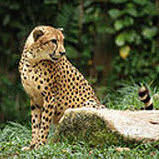 gepard